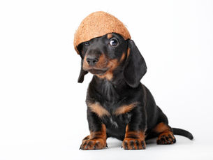 MCT Oil For Dogs with Seizures: The Science Behind Why MCT Oil Works for Canine Epilepsy