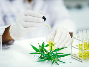 CBD Oil for Dogs with Seizures: The Science Behind How CBD Works to Reduce Seizures in Dogs