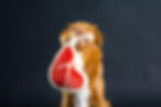Best Food for Dogs with Seizures