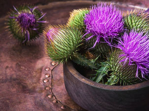 Why Use Milk Thistle for Dogs with Seizures: Protecting the Liver from Anti-Epileptic Drugs (AEDs)