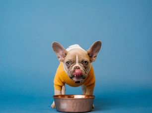 Excess Thirst and Hunger as Side Effects of Medication in Dogs with Epilepsy