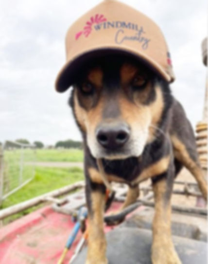 Screenshot 2022-10-16 181602.jpg