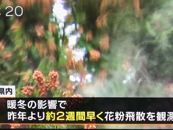 今年の花粉症の話。2019年の花粉飛散は時期が早くて量が多い傾向です。