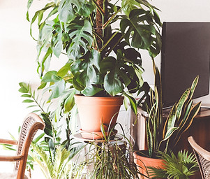 Indoor Plant Display