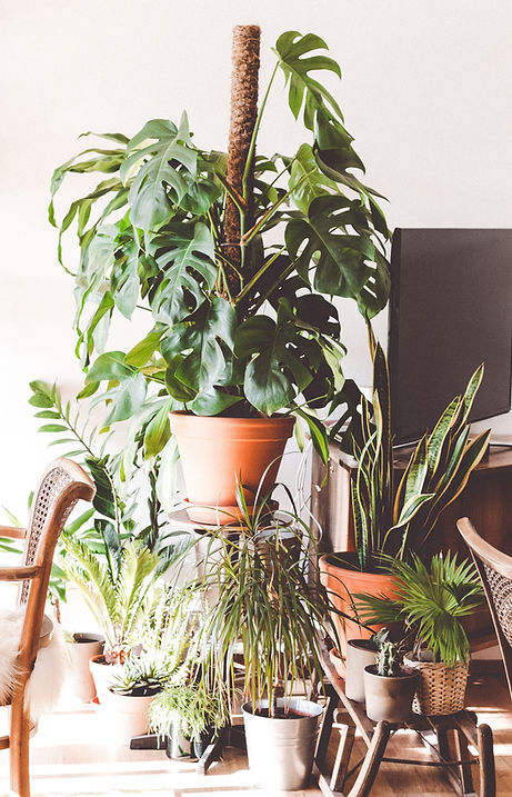 Repotting service