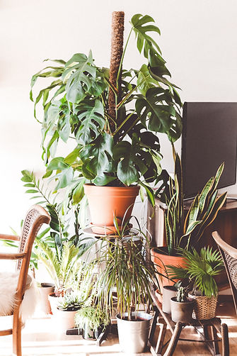 Indoor Plant Display