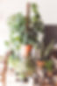 Indoor Plant Display