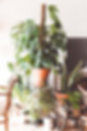 Indoor Plant Display