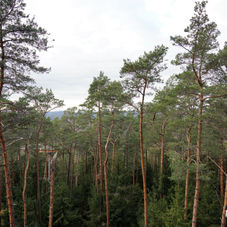 cdccr28.jpg