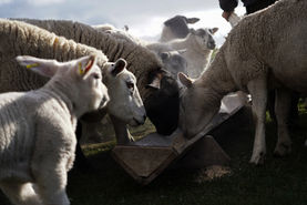 farm-6