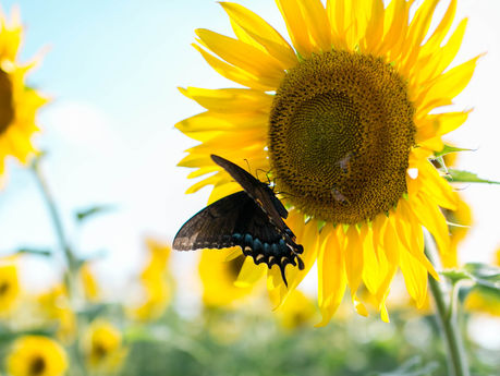 Sunflower Mini Sessions @ Neuse River Trail - Raleigh,North Carolina