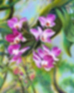Dendrobium Orchids close view painting