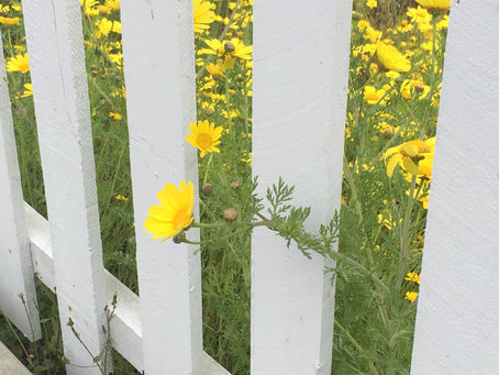 I Want to Shelter-In More Than 3 Weeks