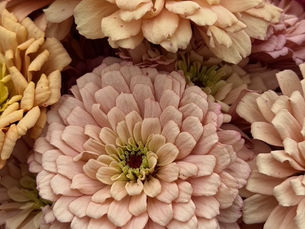 Considerations for Cutflowers in a SubTropical Climate