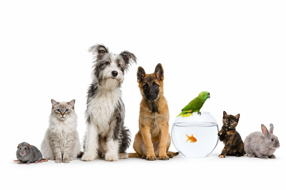 Vários animais alinhados: rato, gato, dois cães, papagaio em um aquário com peixe dourado, gato pequeno e coelho. Fundo branco.
