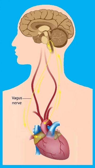 Diagrama do nervo vago ligando cérebro e coração, com setas amarelas e fundo azul, mostrando conexões nervosas. Nervo vago.