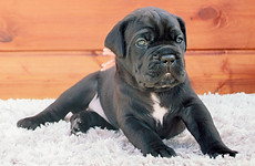 купить щенка.jpg