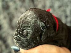 купить щенка.jpg