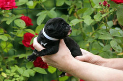 щенок кане корсо купить