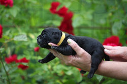 щенок кане корсо купить