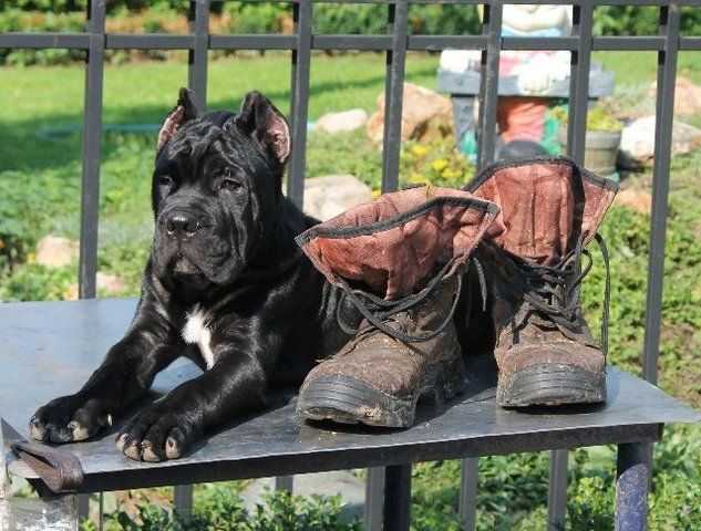 Retro Roshe Brooklin7.jpg