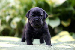 щенок кане корсо купить