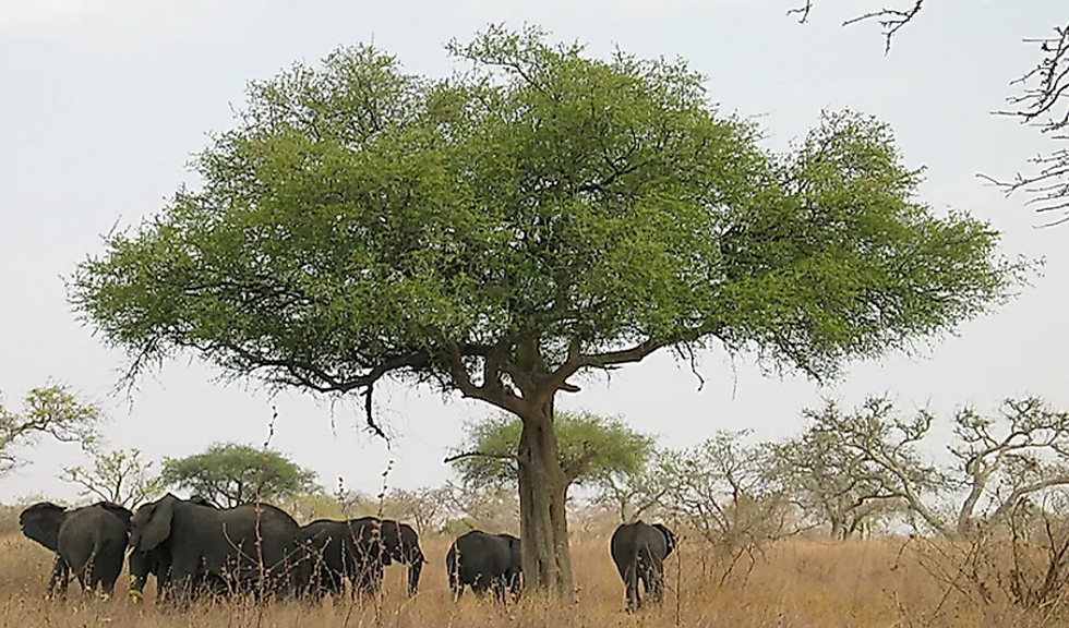 Ecosystems
