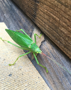 Katydid