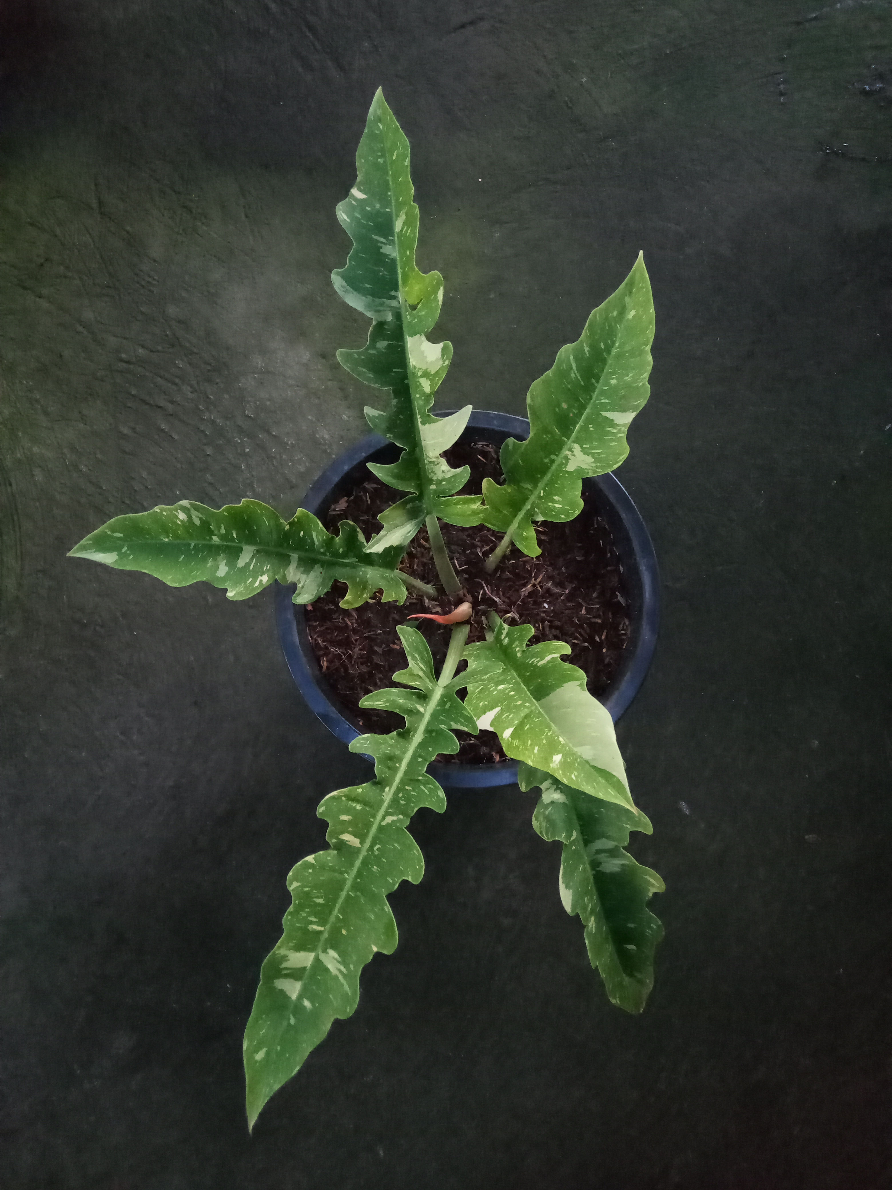 Variegated Ring of Fire