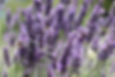 lavender-4348354_1920.jpg