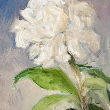 fluffy white flower