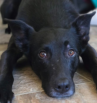 Black shepherd relaxing in their own home.