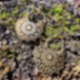 Boucles d'oreilles indiennes en laiton