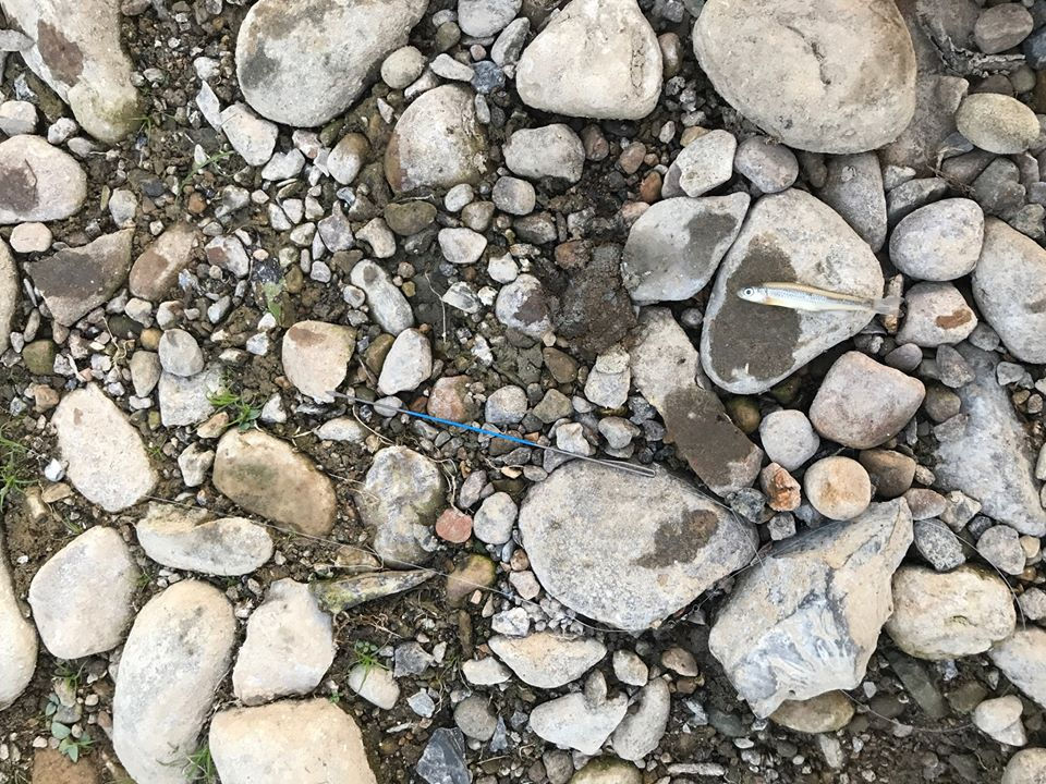 Thumbnail: Minnow Needles