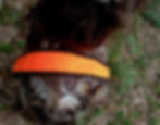 Thumbnail: Turkey Tote / Bird Carrier / Bird Strap / Reversible / Carry Strap