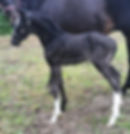 Gorgeous Latino x Javanais-A