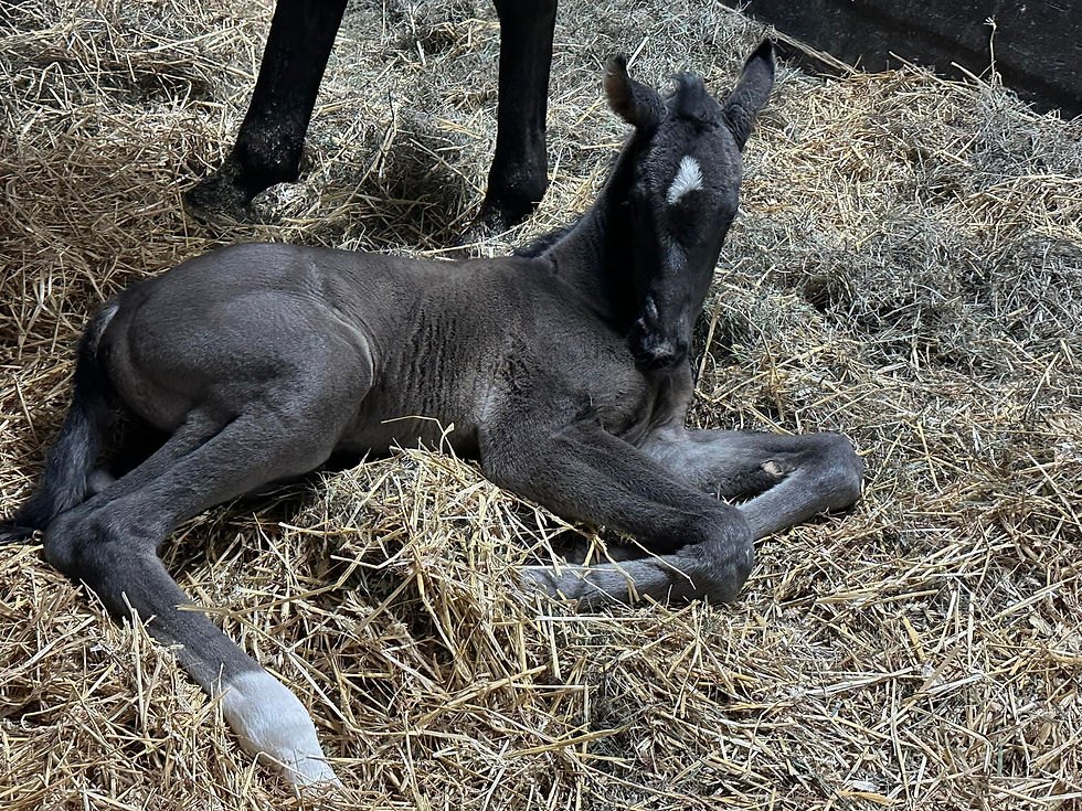 Eurequine - Stallions - VELANTIS