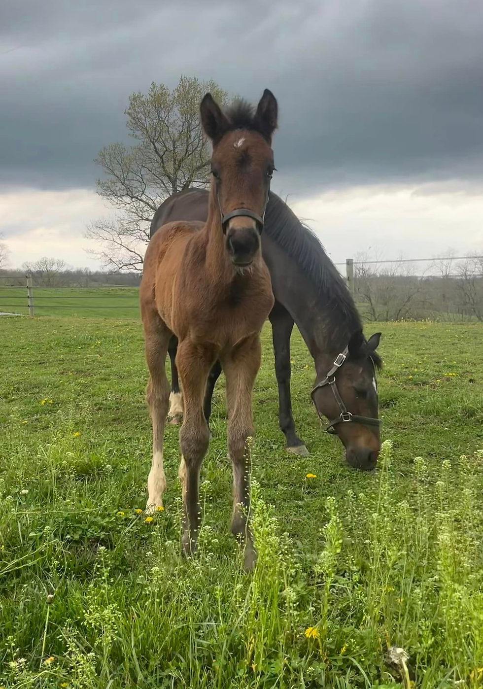 Eurequine - Stallions - VELANTIS