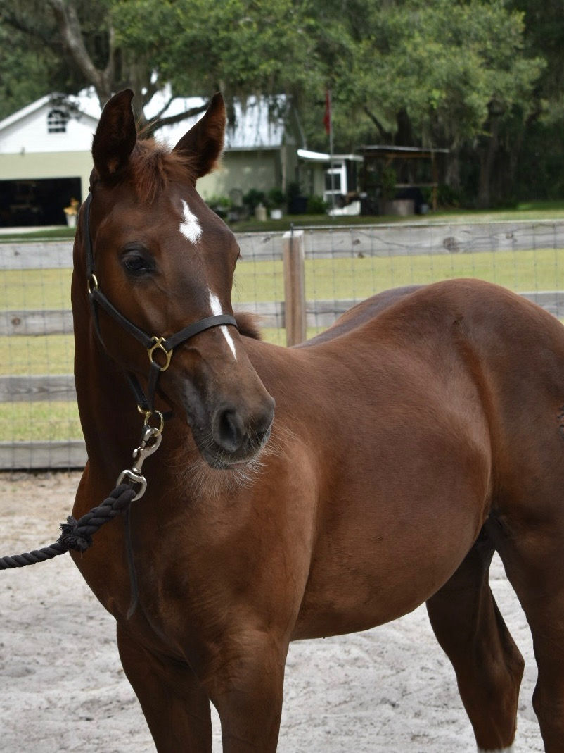 Rassolini x Rubignon