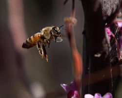 Bee flying dark