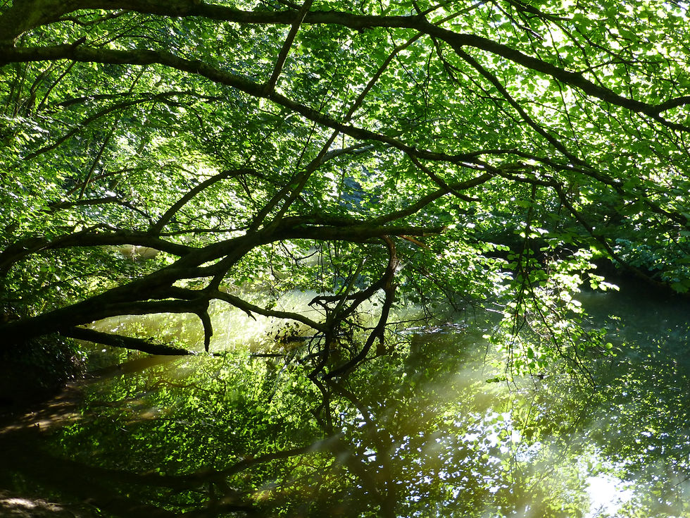 trees river