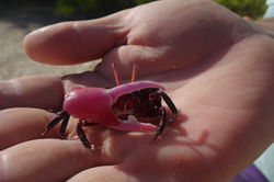 The crab is hiding behind the claw