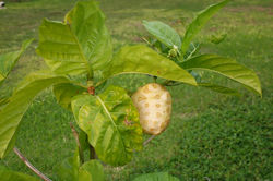 Noni fruit