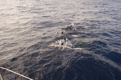 our trusty companions