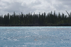 Dugong swimming right next to CD, we also saw a mother Dugong and her calf later on