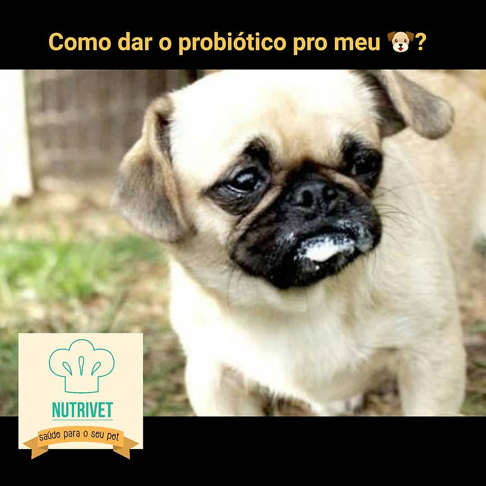 Como dar o probiótico pro meu cachorro
