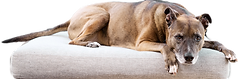 Lisa Dunefsky DBL Take Design beloved dog relaxing