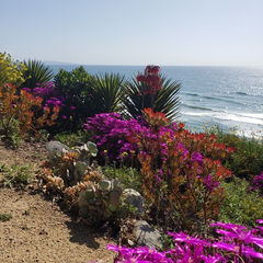 Nature photo of plants and purple flowers against an ocean backdrop Tampa Florida