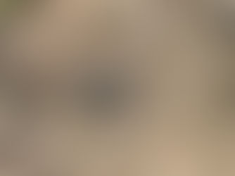 Ein Bär, die Polizei und ein Verein