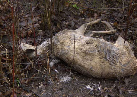 Vergessene Zäune - Gefahr für Wildtiere
